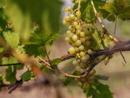 furmint