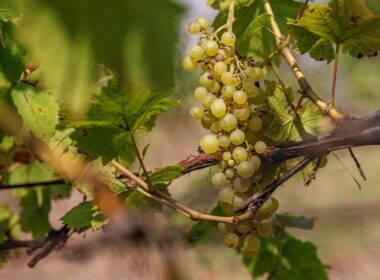 furmint