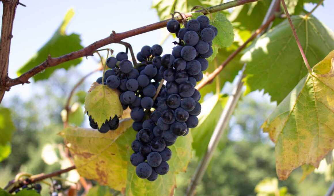 sangiovese